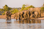 Botswana / Chobe