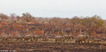 Afrique du sud / Sabi Sand