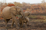 Afrique du sud / Sabi Sand