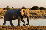 Namibie / Etosha