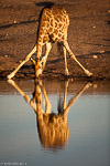 Namibie / Etosha (Chudop)