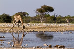 Namibie / Etosha (klein namutoni)