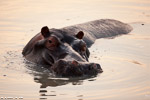 Afrique du sud / Sabi Sand