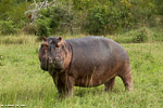 Afrique du sud / Sabi Sand