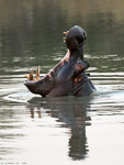 Afrique du sud / Sabi Sand