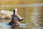 Afrique du sud / Sabi Sand