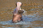 hippos