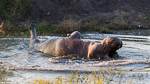 Afrique du sud / Sabi Sand