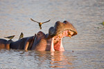 Afrique du sud / Sabi Sand