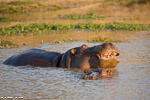 Afrique du sud / Sabi Sand