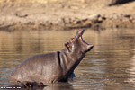 Afrique du sud / Sabi Sand