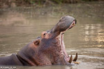 Afrique du sud / Sabi Sand