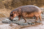 Tanzanie / Serengeti