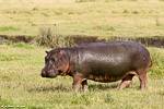 Tanzanie / ngorongoro