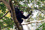 Ouganda / Chimpanze - Pan troglodytes