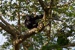 Ouganda / Chimpanze - Pan troglodytes