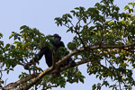 Ouganda / Chimpanze - Pan troglodytes