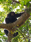 Ouganda / Chimpanze - Pan troglodytes