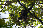 Ouganda / Chimpanze - Pan troglodytes