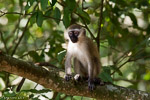 Ouganda / Vervet - Cercopithecus pygerythrus