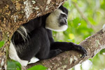 Ouganda / Colobe Guereza - Black and white colobus - Colobus guereza