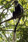 Ouganda / Colobe Guereza - Black and white colobus - Colobus guereza