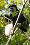 Ouganda / Colobe Guereza - Black and white colobus - Colobus guereza