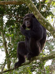 Ouganda / Chimpanze - Pan troglodytes