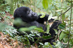 Ouganda - Bwindi / Gorille des montagnes - Moutain Gorilla - Gorilla gorilla beringei