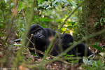 Ouganda - Bwindi / Gorille des montagnes - Moutain Gorilla - Gorilla gorilla beringei