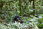 Ouganda - Bwindi / Gorille des montagnes - Moutain Gorilla - Gorilla gorilla beringei