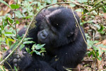 Ouganda - Bwindi / Gorille des montagnes - Moutain Gorilla - Gorilla gorilla beringei