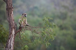 Afrique du Sud / Babouin chacma - Chacma baboon - Papio ursinus