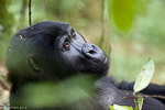 Ouganda - Bwindi / Gorille des montagnes - Moutain Gorilla - Gorilla gorilla beringei