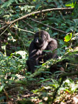 Ouganda - Bwindi / Gorille des montagnes - Moutain Gorilla - Gorilla gorilla beringei