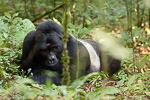 Ouganda - Bwindi / Gorille des montagnes - Moutain Gorilla - Gorilla gorilla beringei