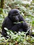 Ouganda - Bwindi / Gorille des montagnes - Moutain Gorilla - Gorilla gorilla beringei