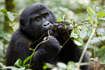 Ouganda - Bwindi / Gorille des montagnes - Moutain Gorilla - Gorilla gorilla beringei