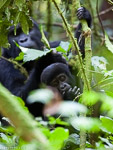 Ouganda - Bwindi / Gorille des montagnes - Moutain Gorilla - Gorilla gorilla beringei