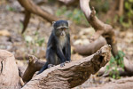 Tanzanie Manyara / Cercopithèque à diadème - Diademed monkey - Cercopithecus mitis