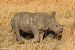 Afrique du sud / Sabi Sand