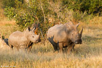 Afrique du sud / Sabi Sand