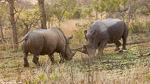 Afrique du sud / Sabi Sand