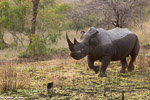 Afrique du sud / Sabi Sand