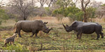 Afrique du sud / Sabi Sand