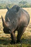 Afrique du sud / Sabi Sand