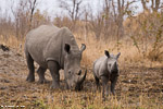 Afrique du sud / Sabi Sand