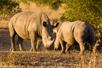 Afrique du sud / Sabi Sand