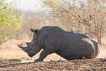 Afrique du sud / Sabi Sand