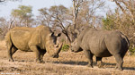 Afrique du sud / Sabi Sand